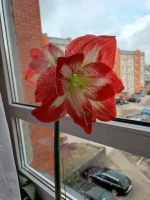 AGHL1103.webp